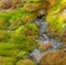 Moss and Water - Micro Habitat