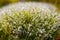 Moss, water, water droplets, dew, rain, soil, plants, humidity, macro, light refraction, small things, morning, morning dew on the