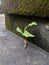 moss and weeds that grow in urban buildings