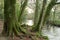 Moss on the woods by the River Fowey