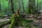 Moss wrapped oak tree stump