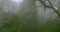 Mosscovered trees and bushes in a foggy forest, creating a natural landscape