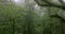 Mosscovered trees and bushes in a foggy forest, creating a natural landscape