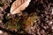 Mosses grow on moist groun in forest ecosystem