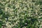 Mosses and lichens closeup - northern tundra.