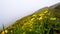 Mosses, lichens and flowering flowers on the mountain peaks of the Alps