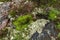 Mosses and lichens in the northern forest
