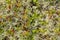 Mosses and lichens of tundra, out of focus, blurry, macro