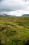 Mosses with Mountains in Background