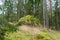 Mossgrown big rock in a coniferous forest