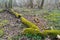 Mossgrown old dead tree