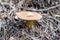 Mossiness mushroom close up