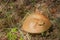 Mossiness mushroom several fungi grow growing in moss and cranbe