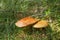 Mossiness mushroom several fungi grow growing in moss and cranbe