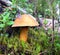 Mossiness mushroom Xerocomus