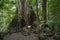 Mossman Gorge Dense Rainforest Fig Tree