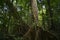 Mossman Gorge Dense Rainforest Fig Tree