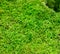 Mossy background