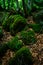 Mossy beach wood, a fairy tale forrest , lozere , france