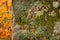 Mossy beech tree bark closep, autumnal foliage on background