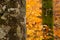 Mossy beech tree bark closep, autumnal foliage on background