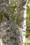 Mossy birch tree separated in two different trunks, sunny foliage