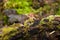 Mossy branch close up with a blurry forest floor in the background.