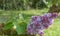 Mossy branch of purple lilac over sunny green foliage background