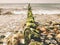 Mossy breakwater poles in foamy water of sea. Sandy beach wit algae,