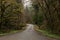 Mossy bridge surrounded by a foggy forest with conifers, maples, and alders