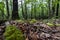 Mossy brown leaves covered forest ground deep wooden in the background