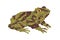 Mossy bug-eyed tree frog. Treefrog, green amphibian reptile. Moss animal with parotoid glands, stripes. Vietnamese
