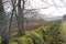 Mossy dry stone wall in Northumberland