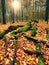 Mossy fallen tree. Footpath in the forest covered by bare roots.