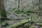Mossy fallen trees in woods near Richmond North Yorkshire