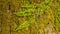 Mossy fern on tree bark