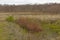 Mossy field and birch forest on Pakri Peninsula, Paldiski, Estonia