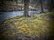 Mossy floor by the brook