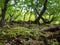 Mossy forest along the Rheinsteig trail in Germany