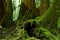 Mossy Forest Details