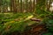 Mossy forest with focus at a pinecone.