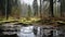 Mossy Forest In A Foggy Day: A Reflection Of British Topographical Landscape