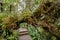 Mossy Forest of Gunung Brinchang,Cameron Highlands
