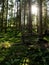 Mossy forest in sunshine. The light shines through the leaves on the forest floor.