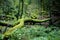 Mossy forest in sunshine. The light shines through the leaves on the forest floor.