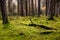 Mossy forest in the sunshine. The light shines through the leaves on the forest floor.