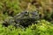 Mossy Frog (Theloderma Corticale)