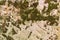 Mossy, Grainy Sandstone Background Texture