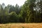 mossy green forest edge behind yellow gold field of dandilions in summer