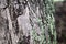 Mossy green gray tree trunk texture